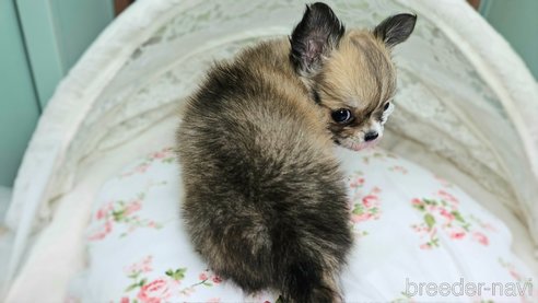 成約済の神奈川県のチワワ(ロングコート)-352534の2枚目