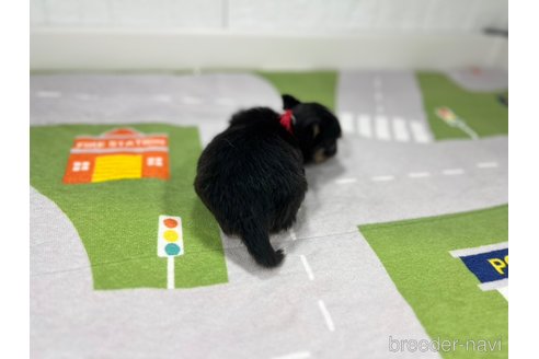 成約済の愛知県のチワワ(ロングコート)-355394の4枚目