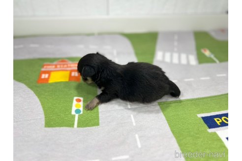 成約済の愛知県のチワワ(ロングコート)-355402の2枚目