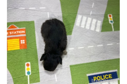 成約済の愛知県のチワワ(ロングコート)-355402の4枚目