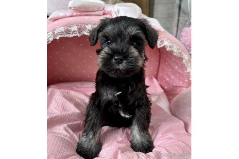 販売中の大阪府のミニチュアシュナウザー-355401の9枚目