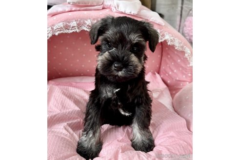 販売中の大阪府のミニチュアシュナウザー-355401の8枚目