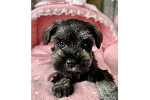 販売中の大阪府のミニチュアシュナウザー-355401の7枚目