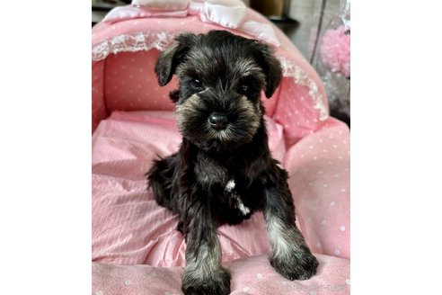 販売中の大阪府のミニチュアシュナウザー-355401の6枚目