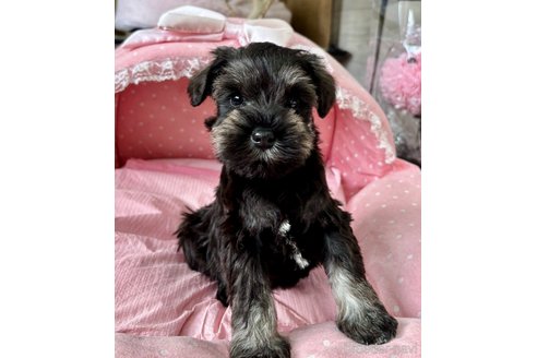 販売中の大阪府のミニチュアシュナウザー-355401の5枚目