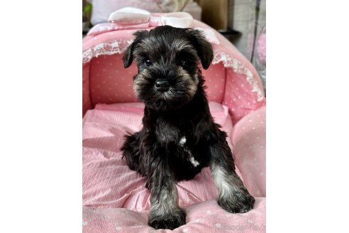 販売中の大阪府のミニチュアシュナウザー-355401の4枚目