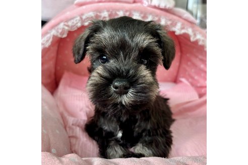 販売中の大阪府のミニチュアシュナウザー-355401の3枚目