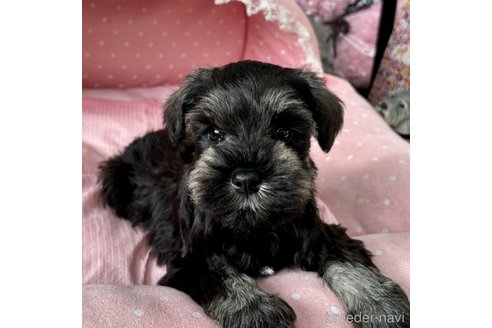 販売中の大阪府のミニチュアシュナウザー-355401の2枚目