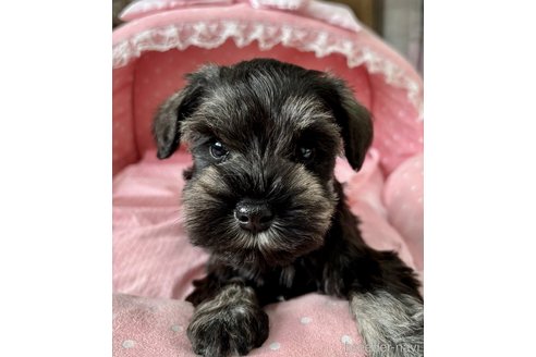 販売中の大阪府のミニチュアシュナウザー-355401の1枚目