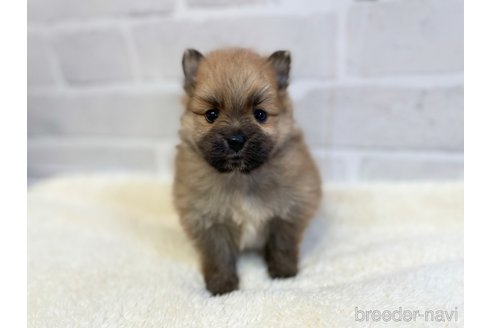 成約済の愛知県のポメラニアン-353952の13枚目