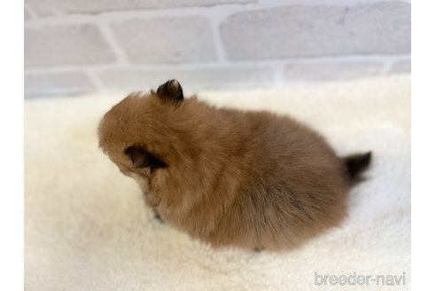 成約済の愛知県のポメラニアン-353952の12枚目