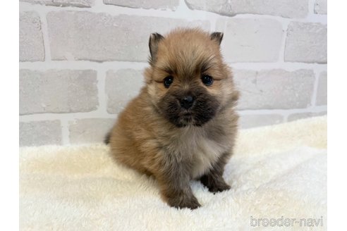 成約済の愛知県のポメラニアン-353952の8枚目