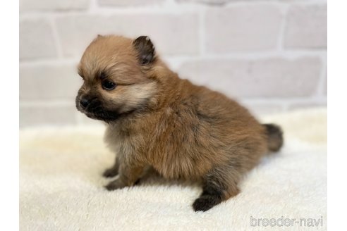 成約済の愛知県のポメラニアン-353952の10枚目