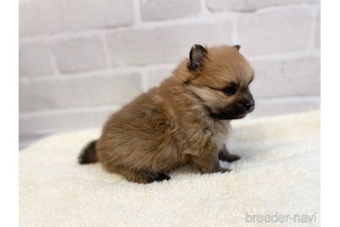 成約済の愛知県のポメラニアン-353952の7枚目