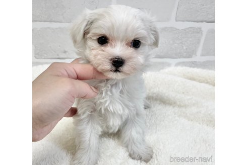 成約済の愛知県のマルチーズ-353751の3枚目