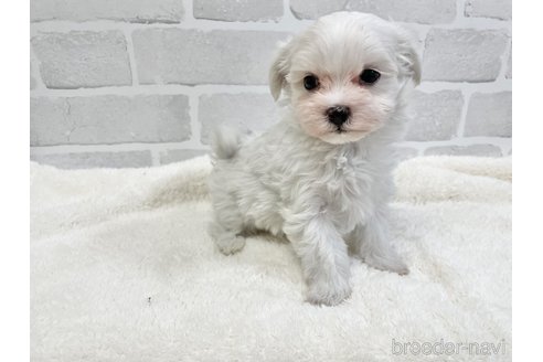 成約済の愛知県のマルチーズ-353751の1枚目