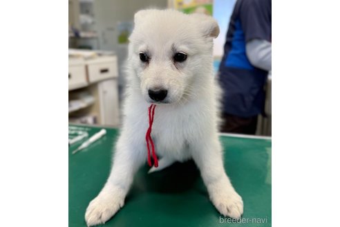 成約済の山梨県のホワイトシェパード-347371の4枚目