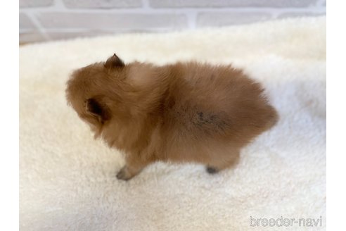 成約済の愛知県のポメラニアン-355444の8枚目