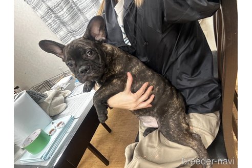 販売中の千葉県のフレンチブルドッグ-330085の14枚目