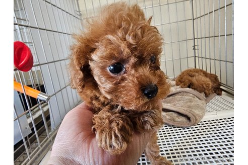 成約済の愛知県のトイプードル-355451の7枚目
