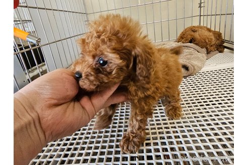 成約済の愛知県のトイプードル-355451の4枚目