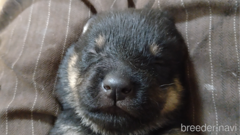 成約済の長野県の北海道犬-355453の1枚目