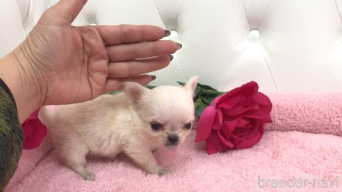 成約済の埼玉県のチワワ(ロングコート)-355463の10枚目