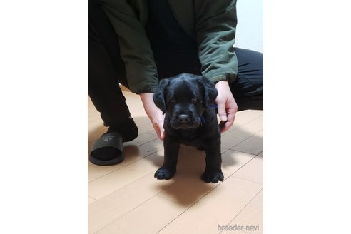 成約済の茨城県のラブラドールレトリーバー-352189の5枚目