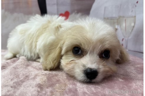 成約済の北海道のミックス犬-350042の5枚目