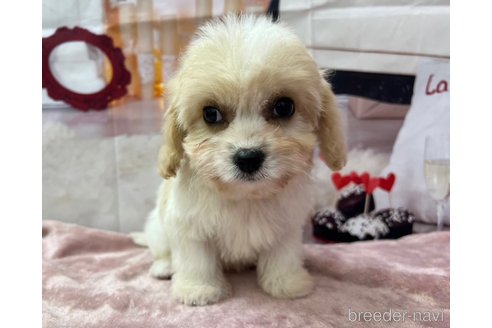 成約済の北海道のミックス犬-350042の3枚目