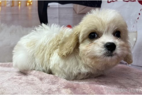 成約済の北海道のミックス犬-350042の4枚目