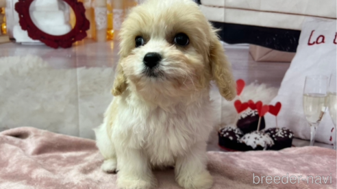 成約済の北海道のミックス犬-350042の1枚目