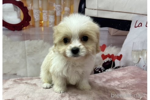 成約済の北海道のミックス犬-350044の1枚目