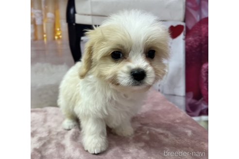 成約済の北海道のミックス犬-350044の5枚目