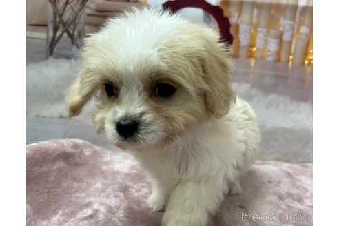 成約済の北海道のミックス犬-350044の4枚目