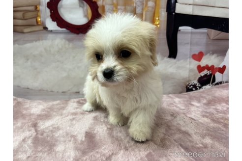 成約済の北海道のミックス犬-350044の6枚目