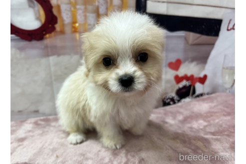 成約済の北海道のミックス犬-350044の7枚目
