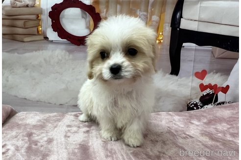 成約済の北海道のミックス犬-350044の11枚目