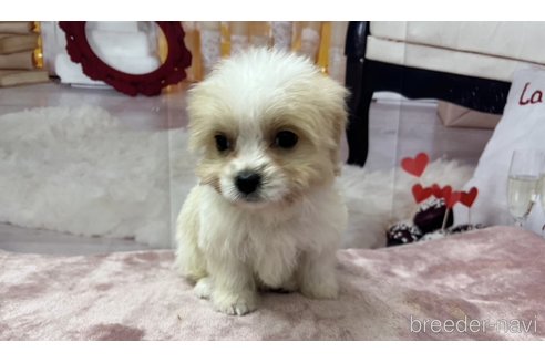 成約済の北海道のミックス犬-350044の9枚目