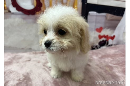 成約済の北海道のミックス犬-350044の8枚目