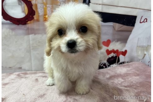 成約済の北海道のミックス犬-350044の10枚目