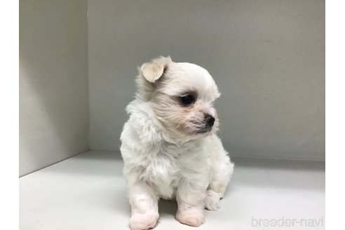 成約済の山形県のチワマル:チワワ×マルチーズ-353858の5枚目