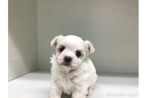 成約済の山形県のチワマル:チワワ×マルチーズ-353858の3枚目