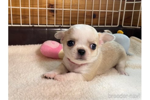 成約済の栃木県のミックス犬-355477の4枚目