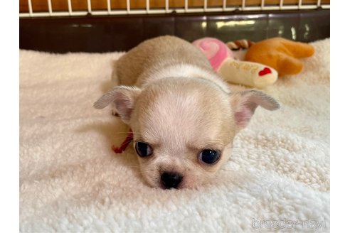 成約済の栃木県のミックス犬-355477の5枚目