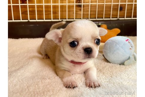 成約済の栃木県のミックス犬-355477の1枚目