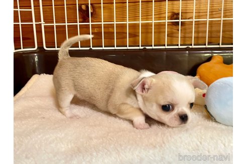 成約済の栃木県のミックス犬-355477の6枚目