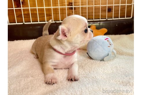 成約済の栃木県のミックス犬-355477の2枚目