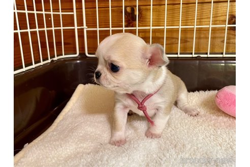 成約済の栃木県のミックス犬-355477の3枚目