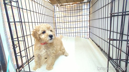 成約済の茨城県のトイプードル-330240の9枚目